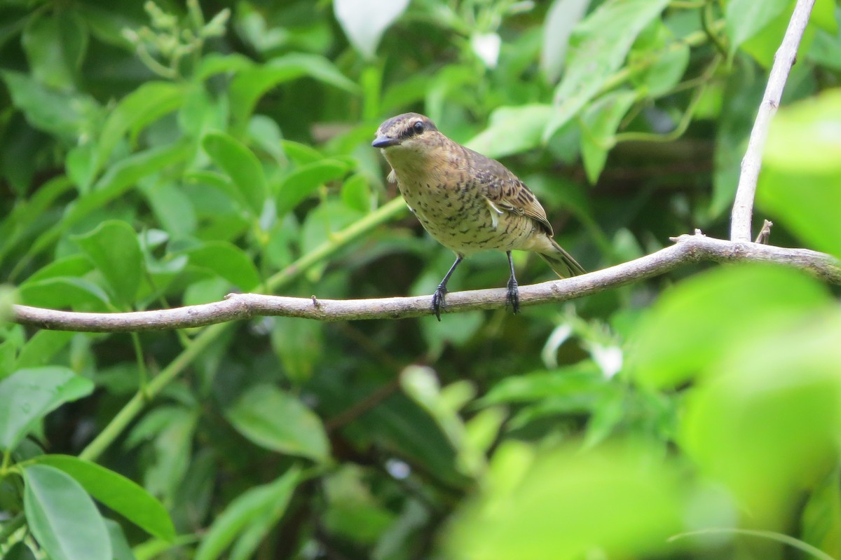 Palau Cicadabird - ML642633539