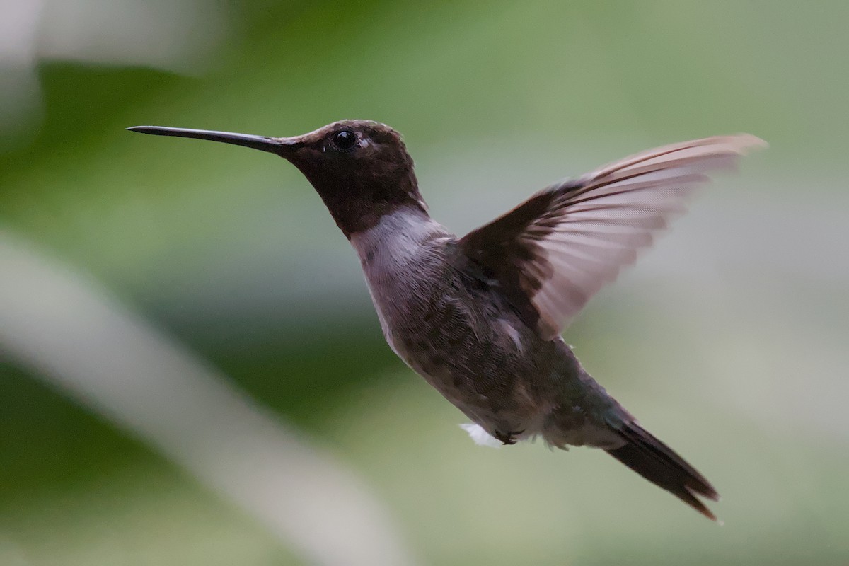Black-chinned Hummingbird - ML642633549