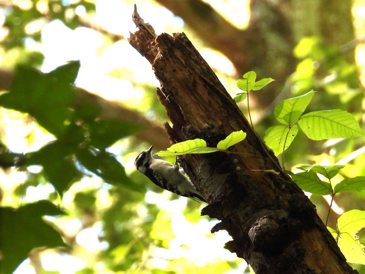 Downy Woodpecker - ML642633563
