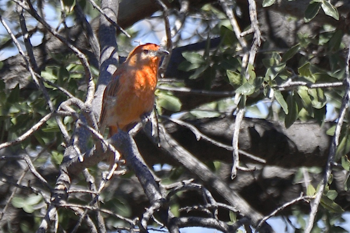 Hepatic Tanager - ML642633564
