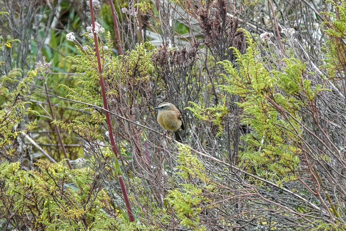 Brown-backed Chat-Tyrant - ML642633571