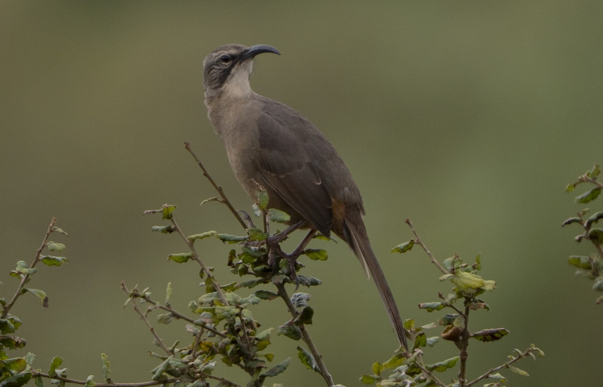 California Thrasher - ML642633576