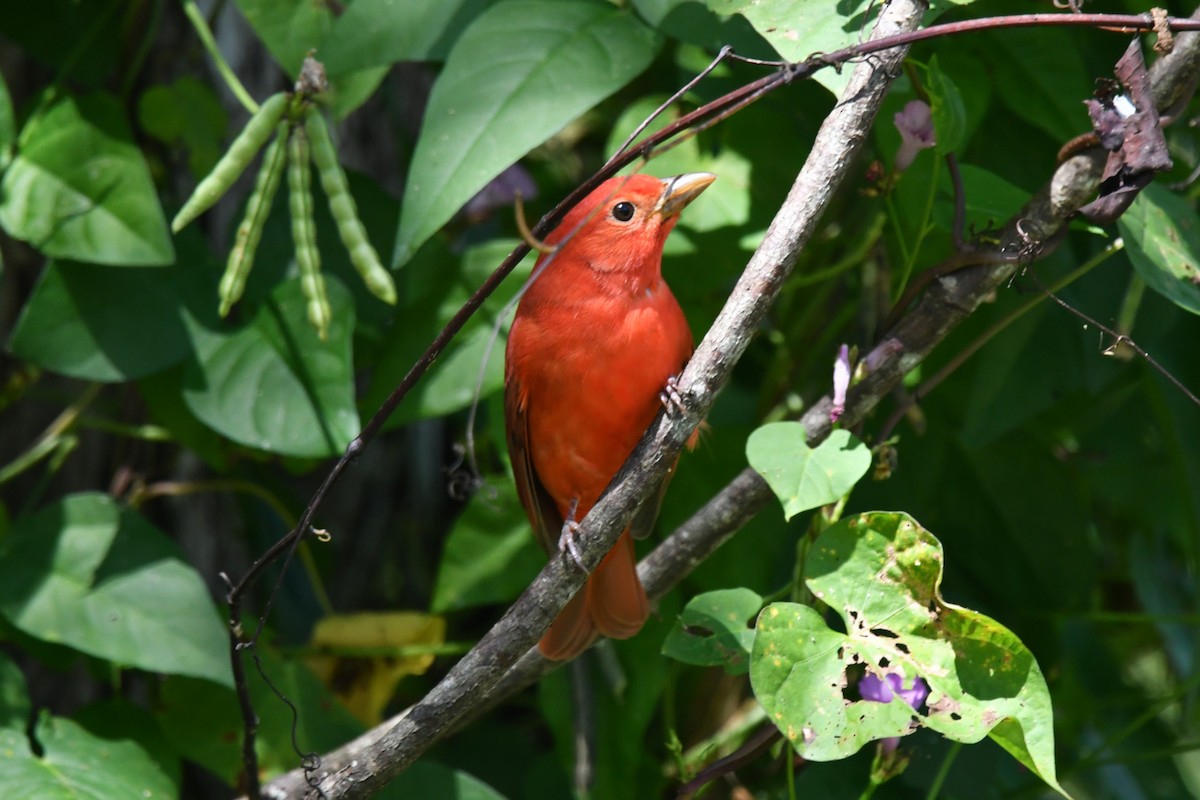 Summer Tanager - ML642633577