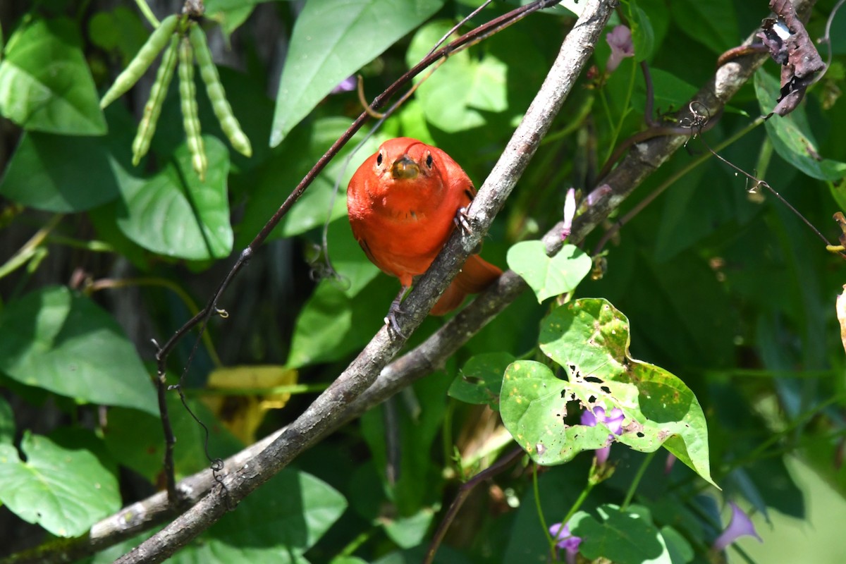 Summer Tanager - ML642633581