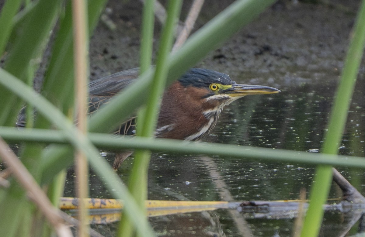 Green Heron - ML642633582
