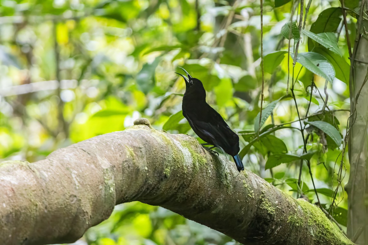 Magnificent Riflebird - ML642633585