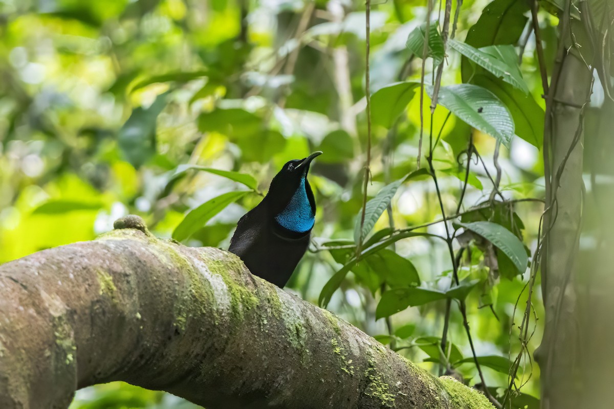 Magnificent Riflebird - ML642633586