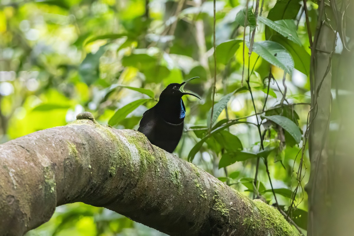 Magnificent Riflebird - ML642633587