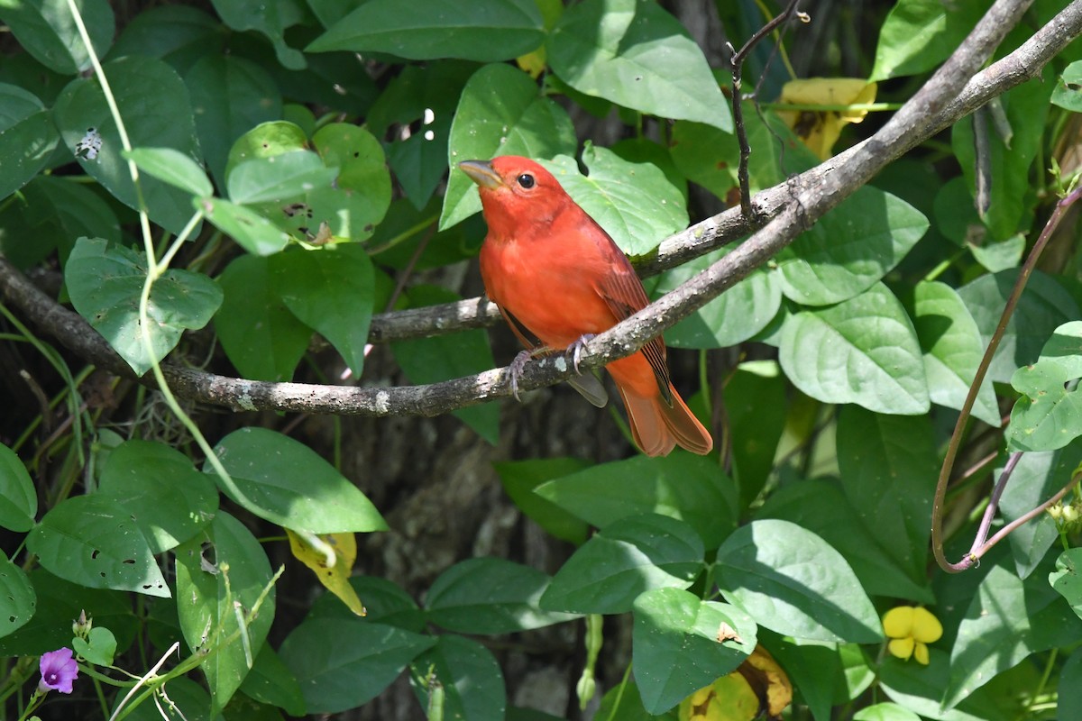 Summer Tanager - ML642633590