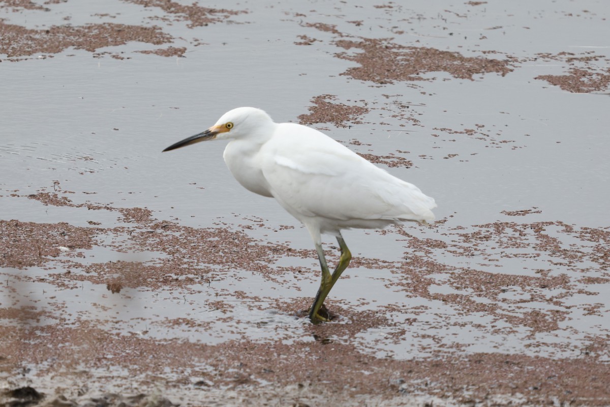 Snowy Egret - ML642633591