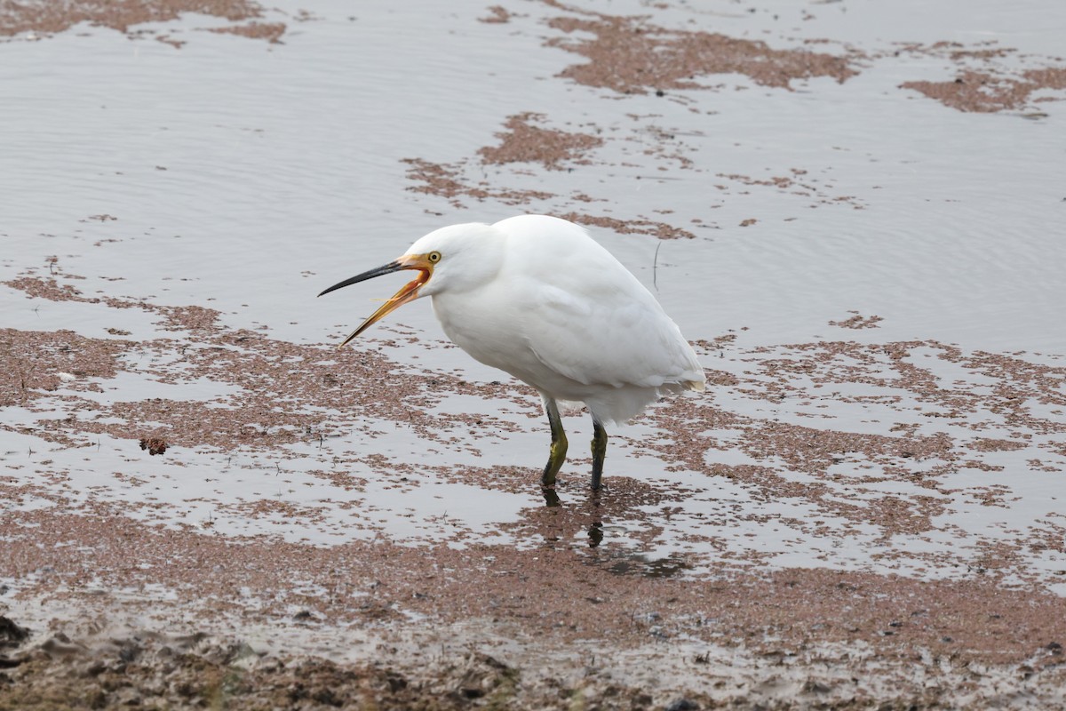 Snowy Egret - ML642633593