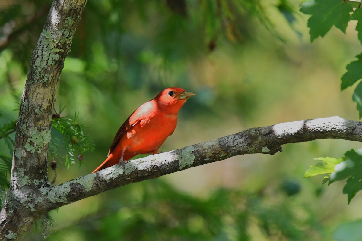 Summer Tanager - ML642633596