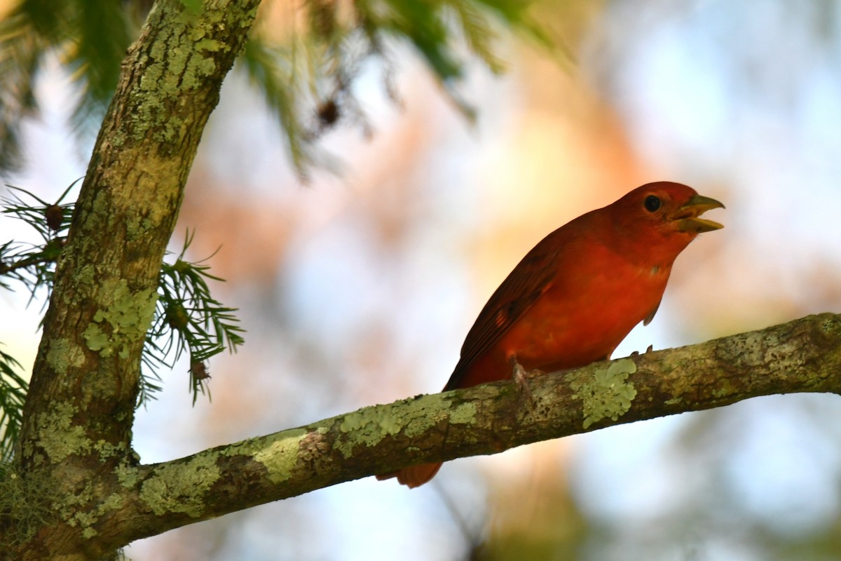 Summer Tanager - ML642633597