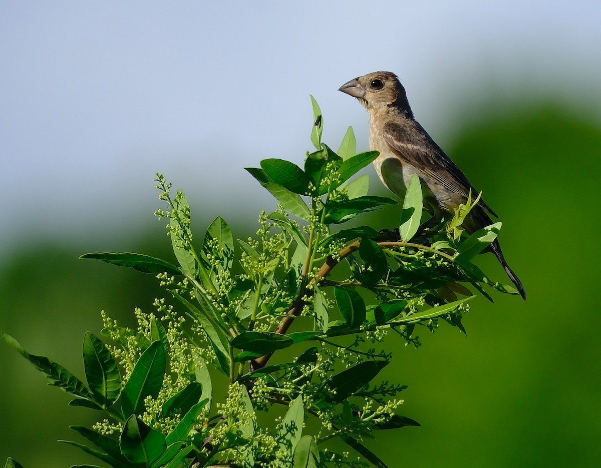 Blue Grosbeak - ML642633606