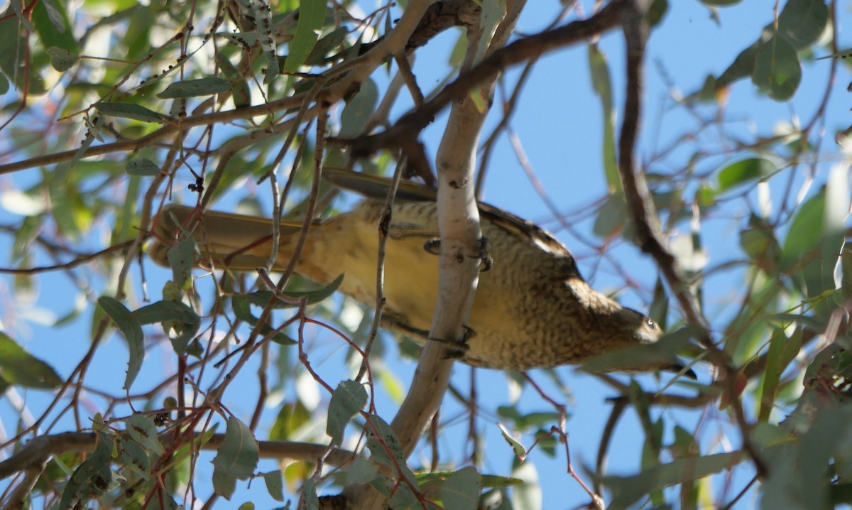 Spotted Bowerbird - ML642633610