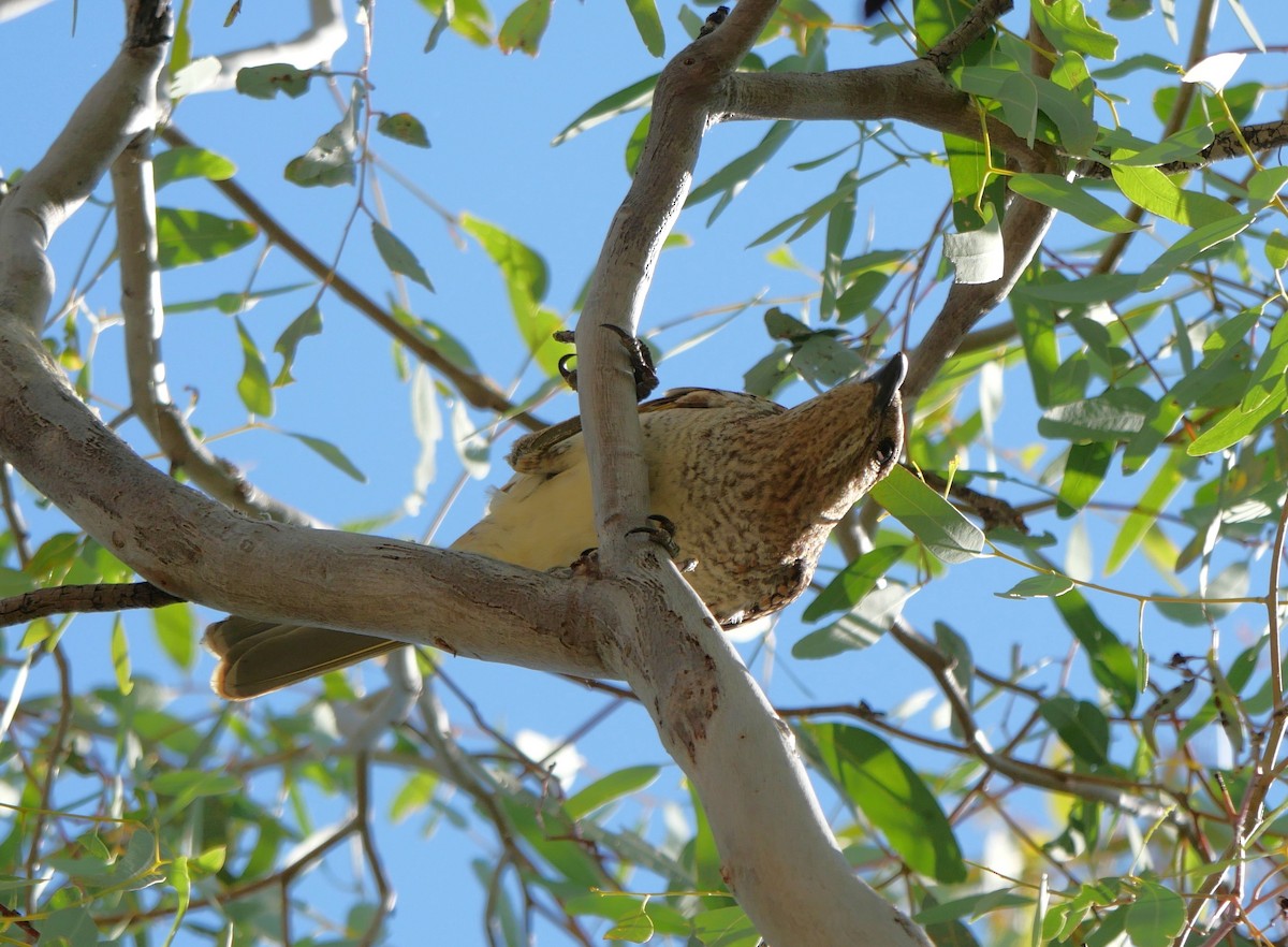 Spotted Bowerbird - ML642633612