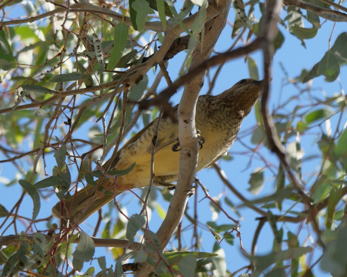 Spotted Bowerbird - ML642633613