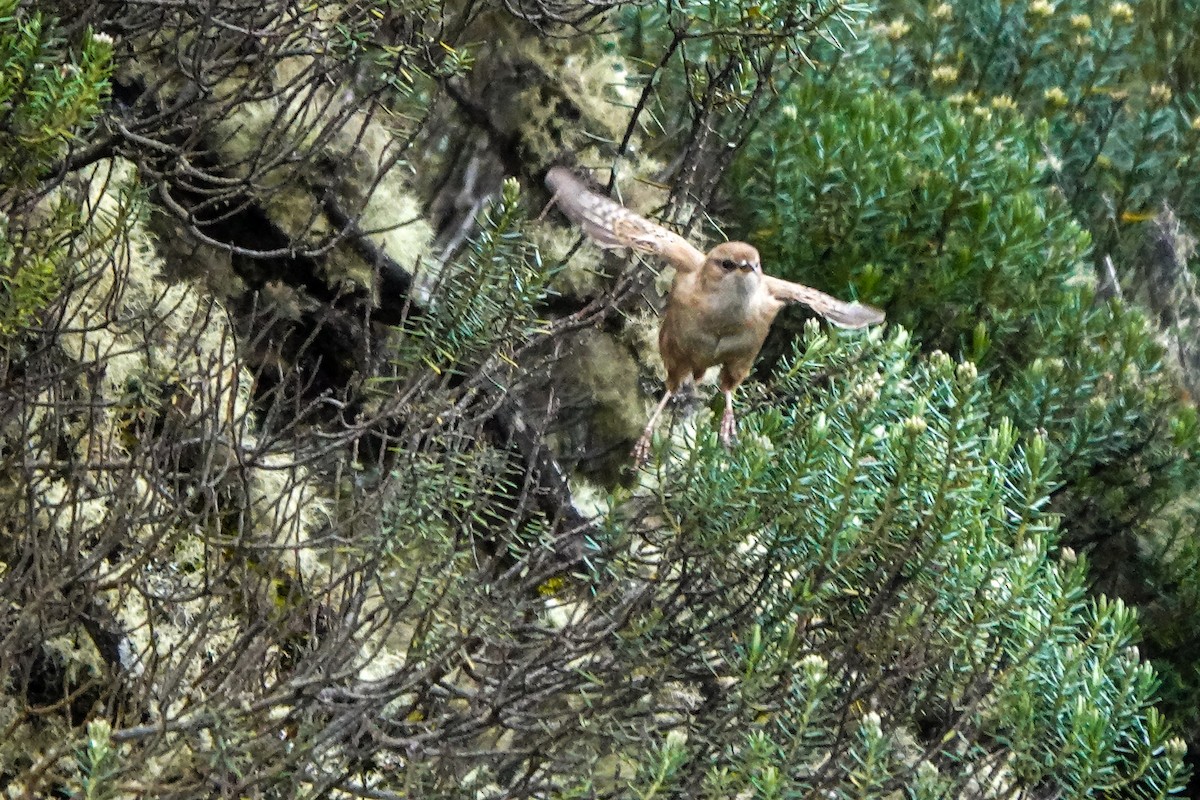 Apolinar's Wren - ML642633614