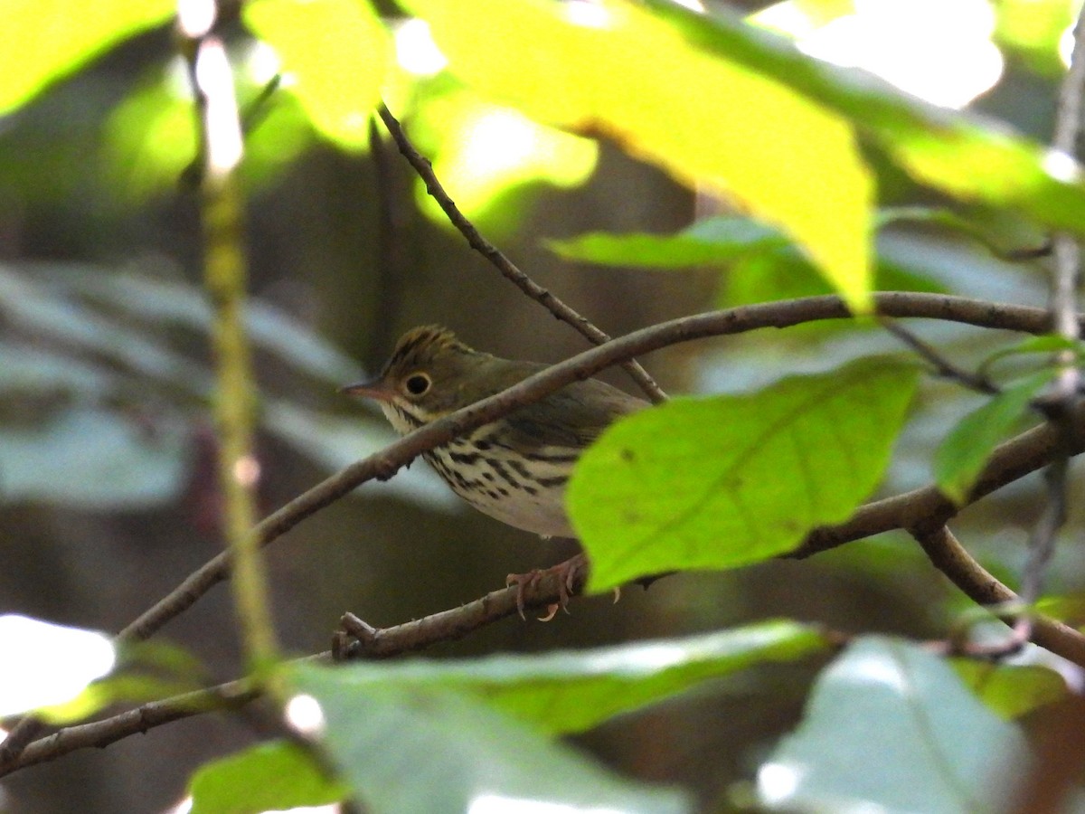 Ovenbird - ML642633616