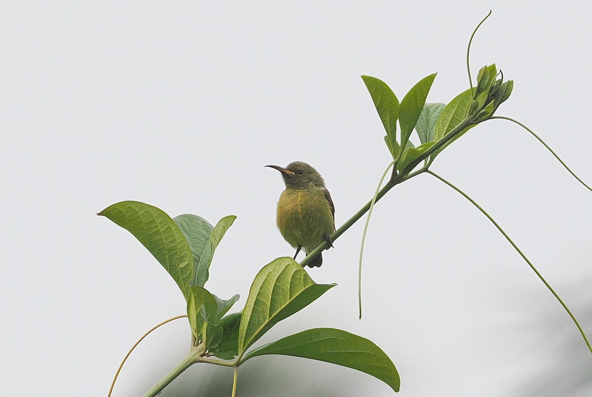 Olive Sunbird - ML642633617