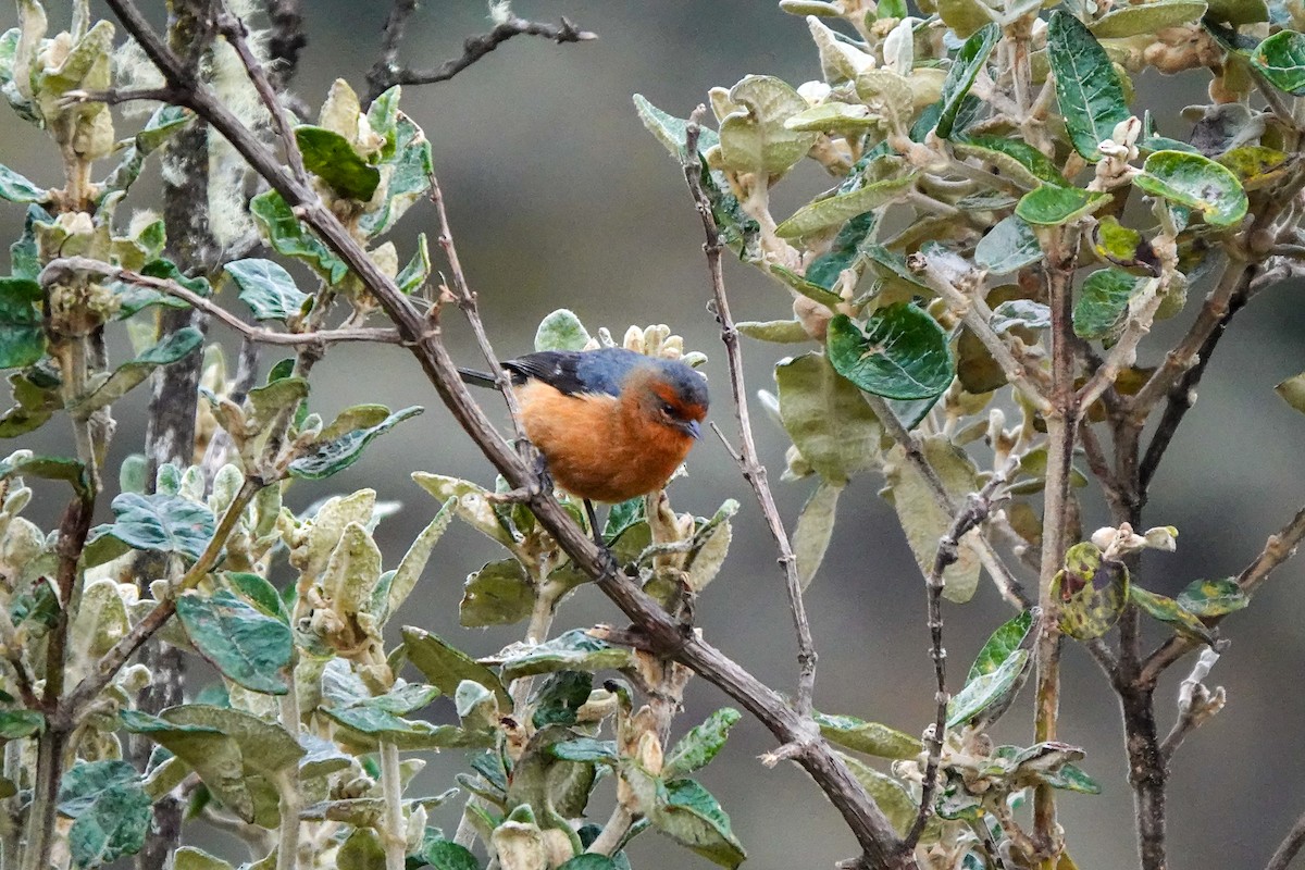 Rufous-browed Conebill - ML642633624