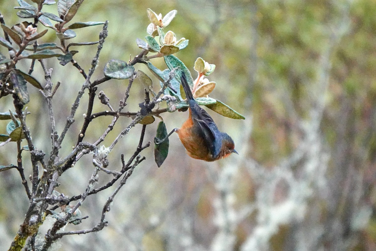 Rufous-browed Conebill - ML642633625