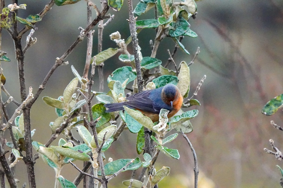 Rufous-browed Conebill - ML642633626