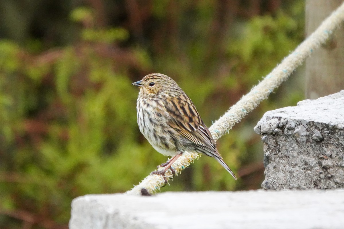 Plumbeous Sierra Finch - ML642633636