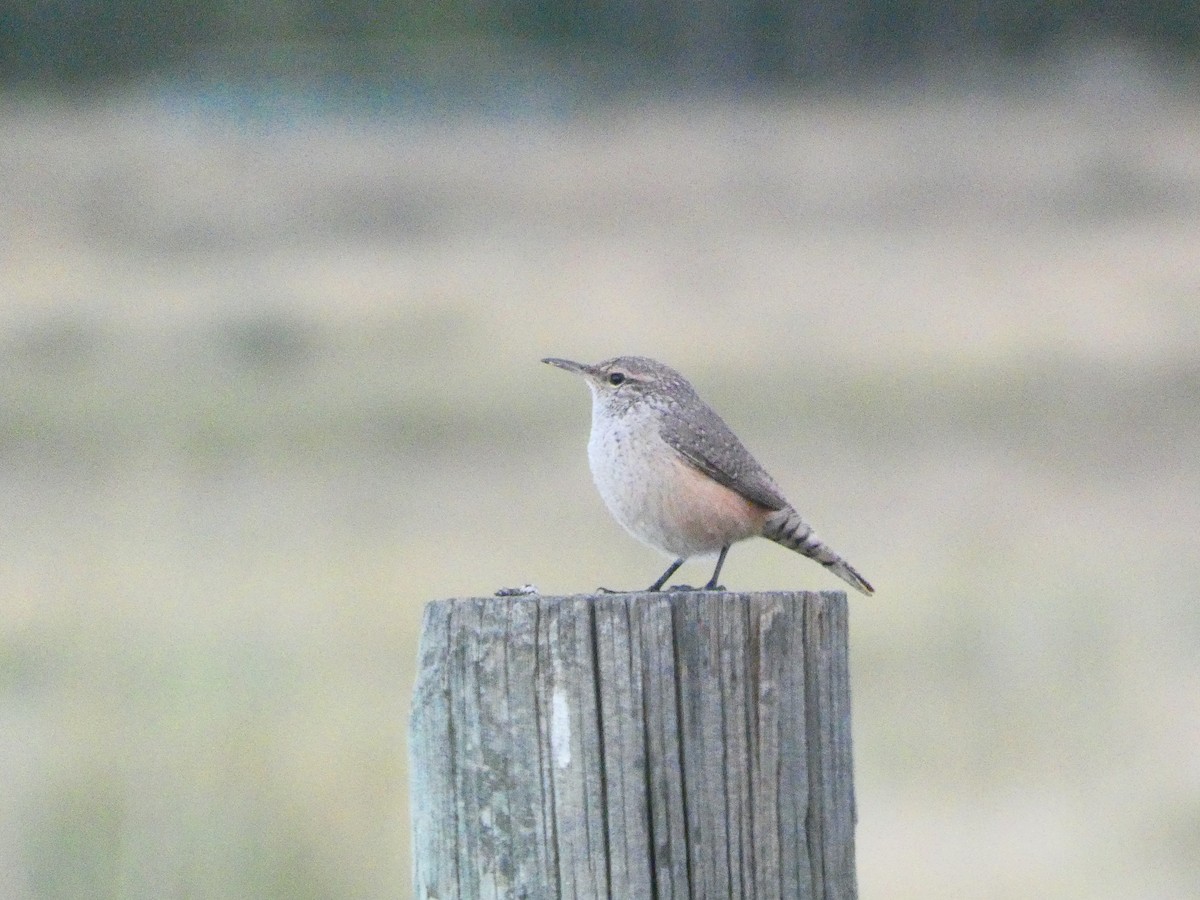 Rock Wren - ML642633643