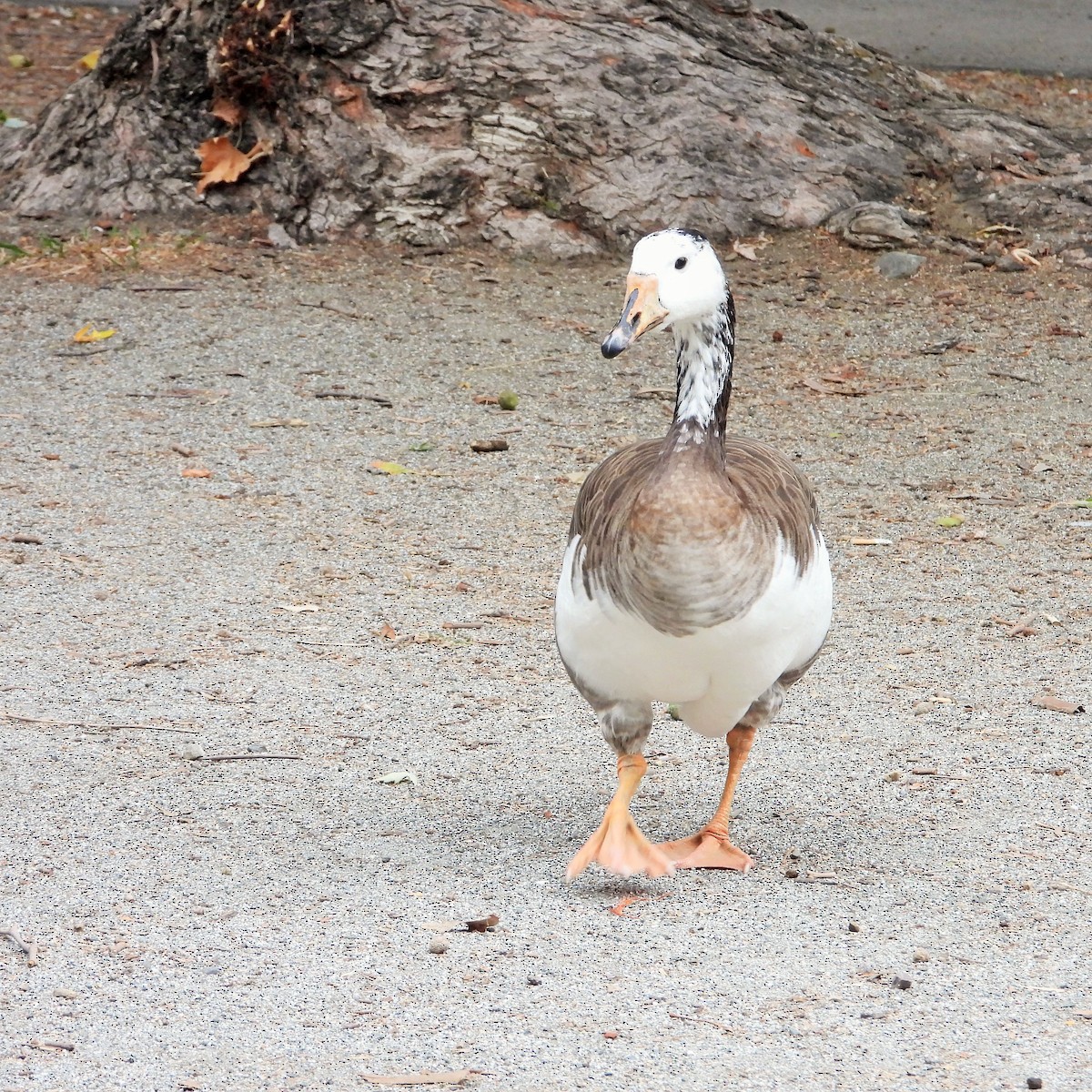 Domestic goose sp. x Canada Goose (hybrid) - ML642633651