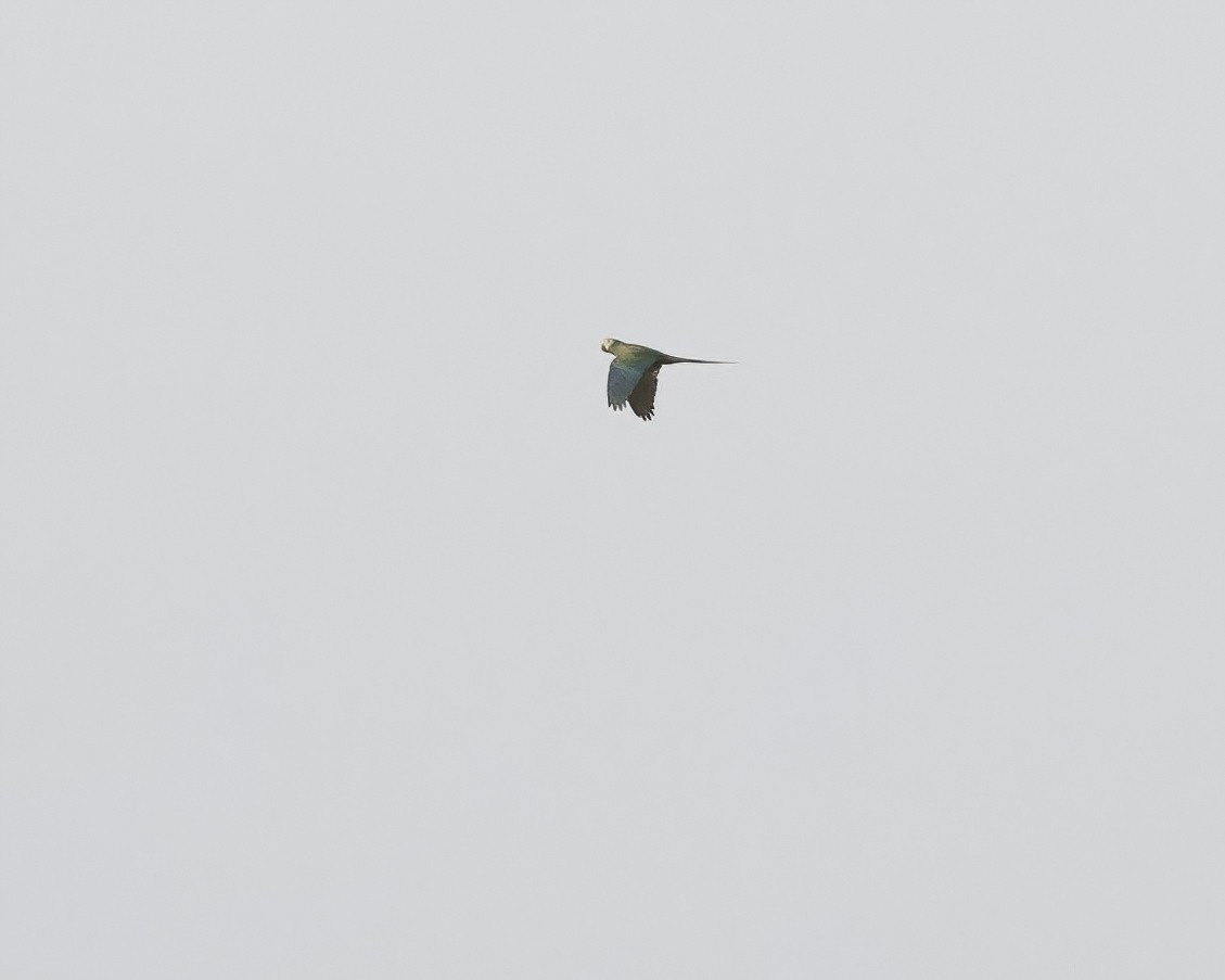 Red-bellied Macaw - ML642633664