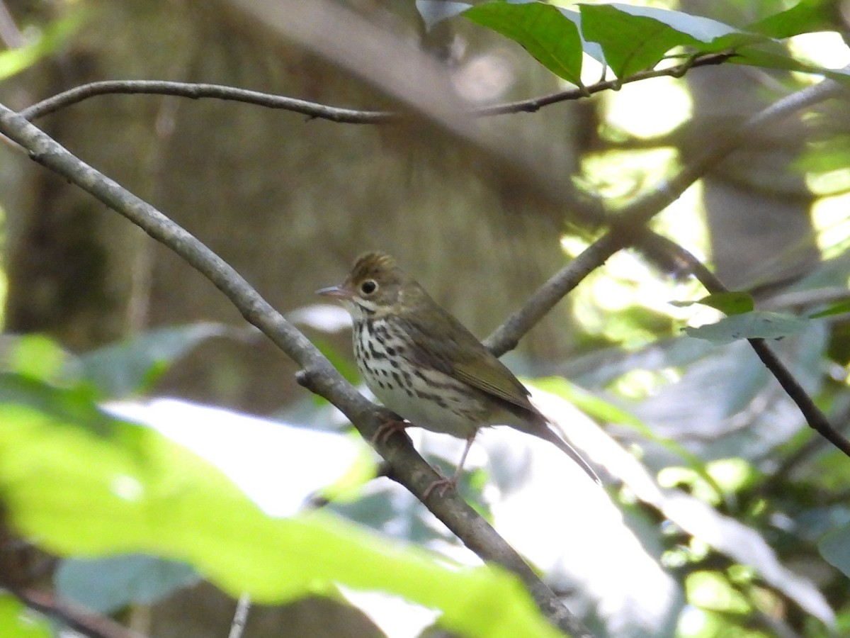 Ovenbird - ML642633682