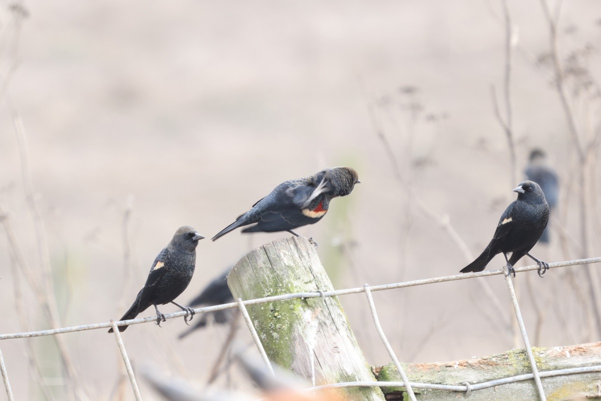 Tricolored Blackbird - ML642633701