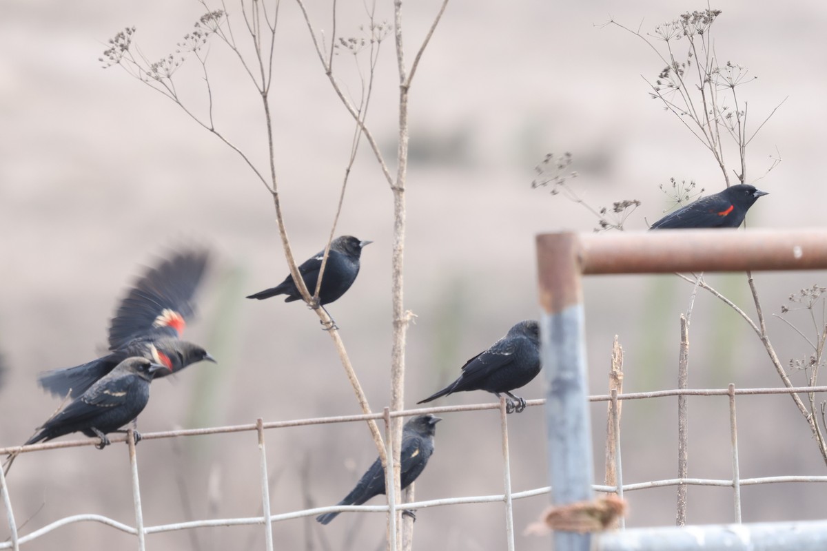 Tricolored Blackbird - ML642633702