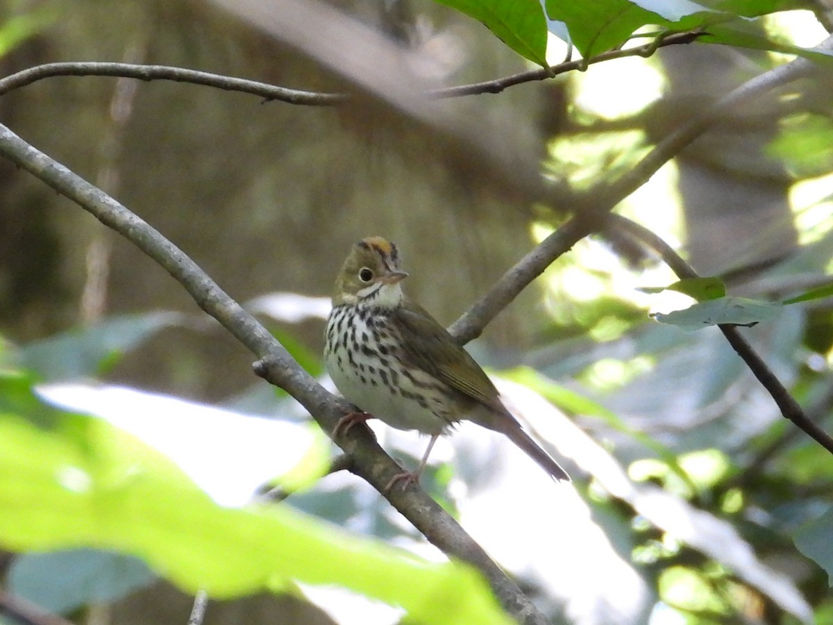 Ovenbird - ML642633725