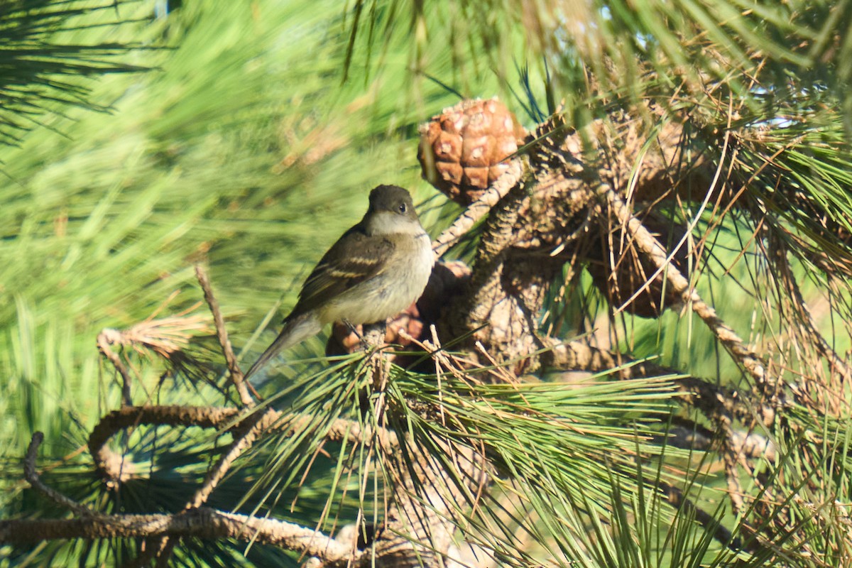Alder Flycatcher - ML642633733
