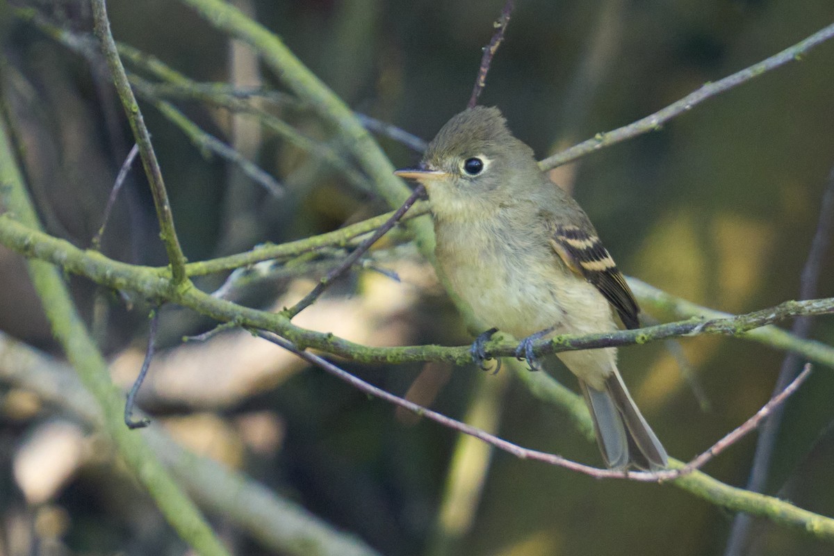 Western Flycatcher (Pacific-slope) - ML642633741