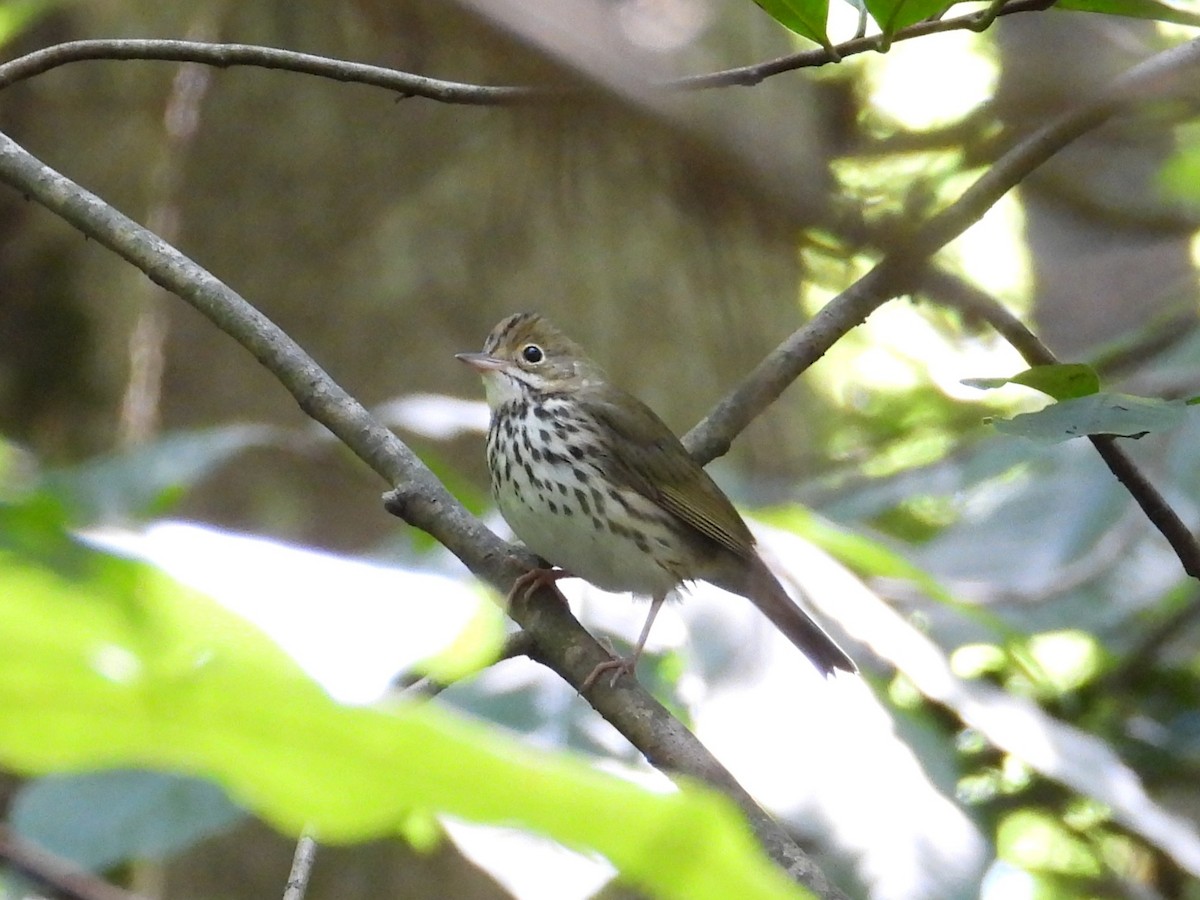 Ovenbird - ML642633748