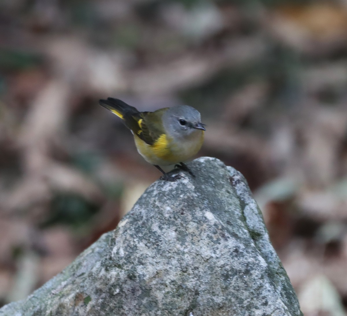 ハゴロモムシクイ - ML642633750