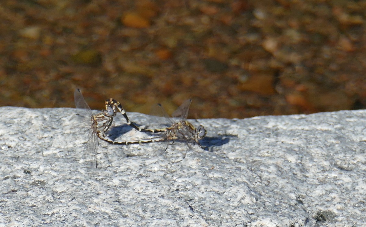 Gray Sanddragon - ML642633766