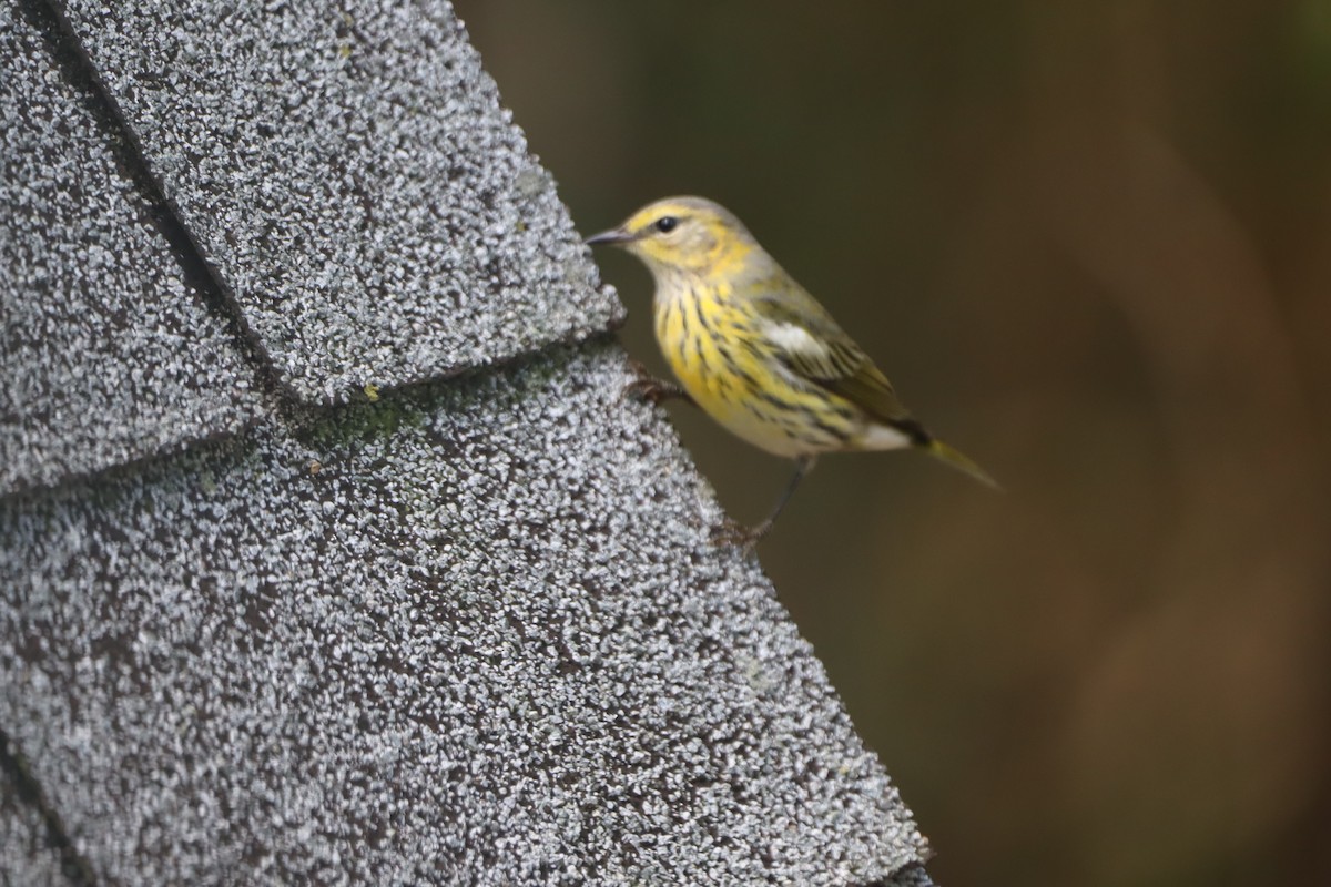 ホオアカアメリカムシクイ - ML642633784