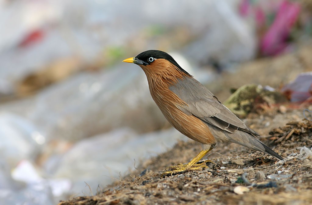 Brahminy Starling - ML642633798