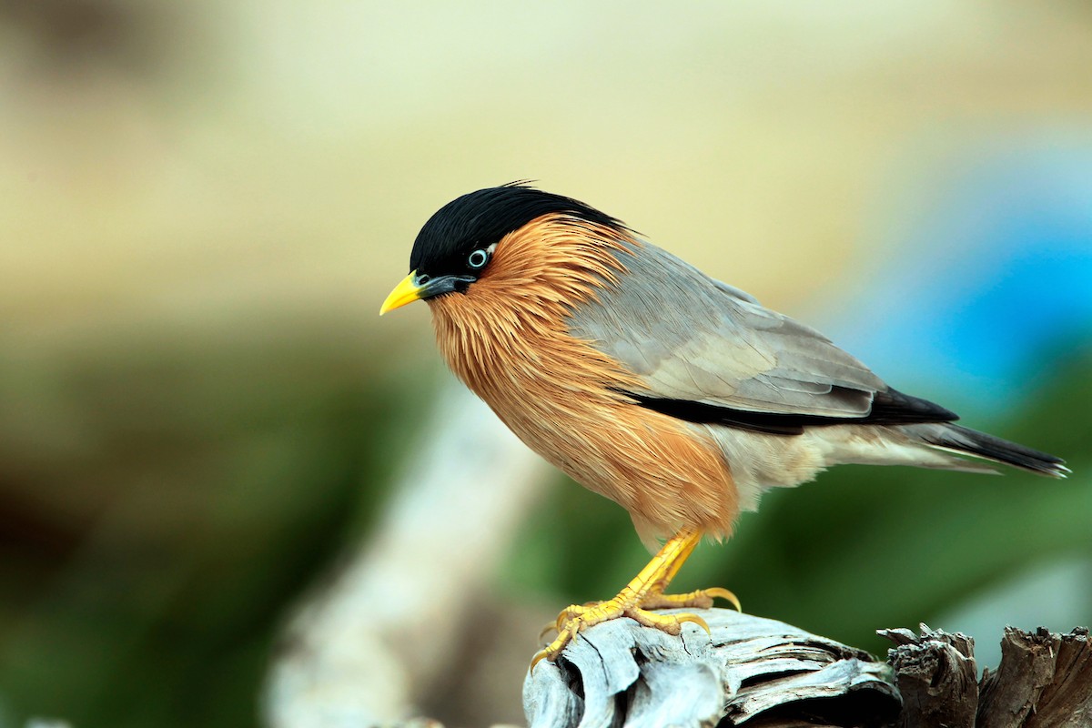 Brahminy Starling - ML642633800