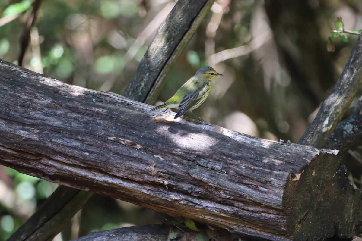 ホオアカアメリカムシクイ - ML642633807