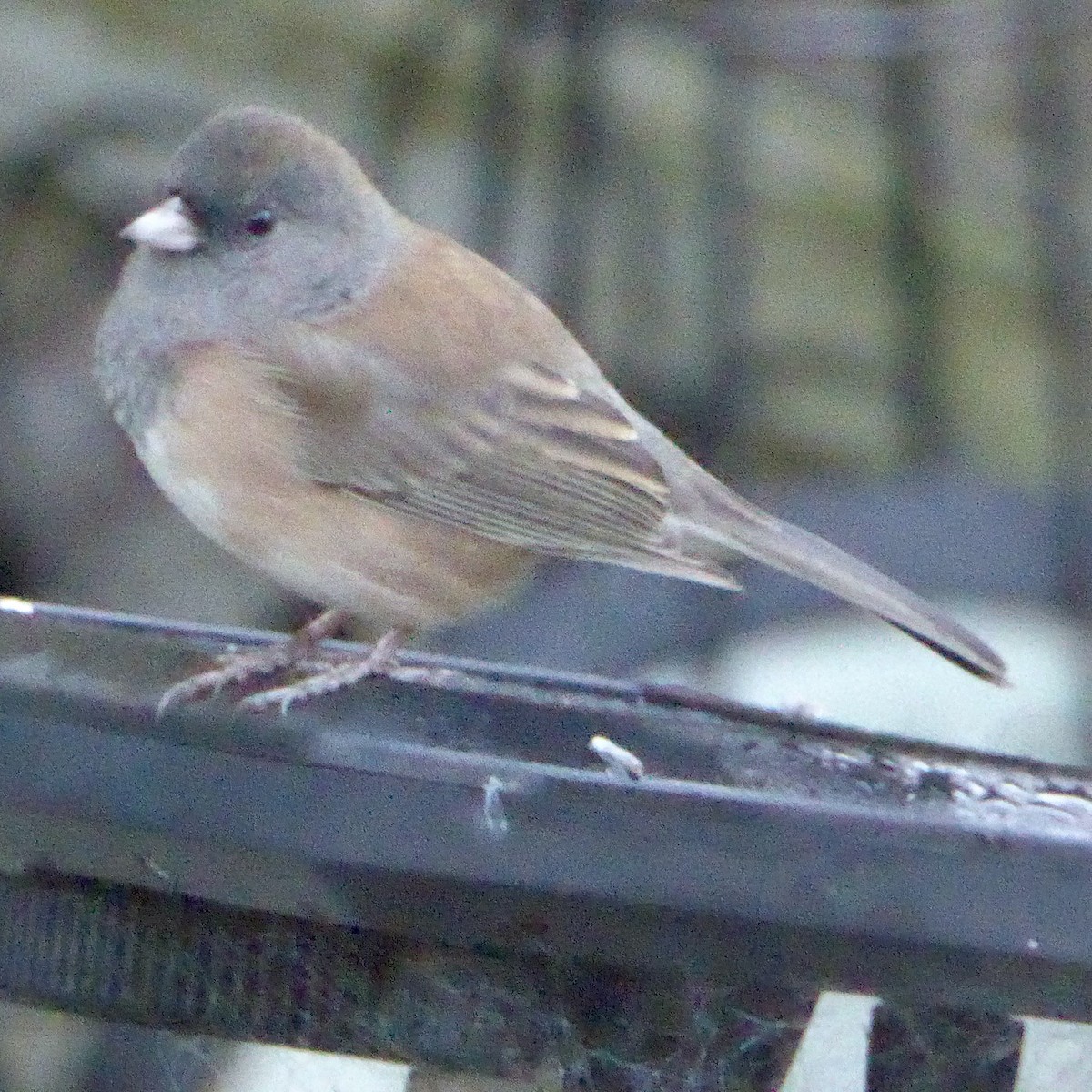 Dark-eyed Junco - ML642633809