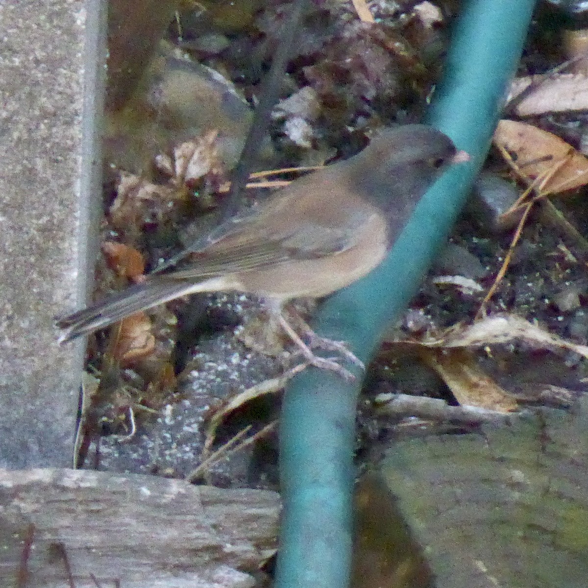 Dark-eyed Junco - ML642633813