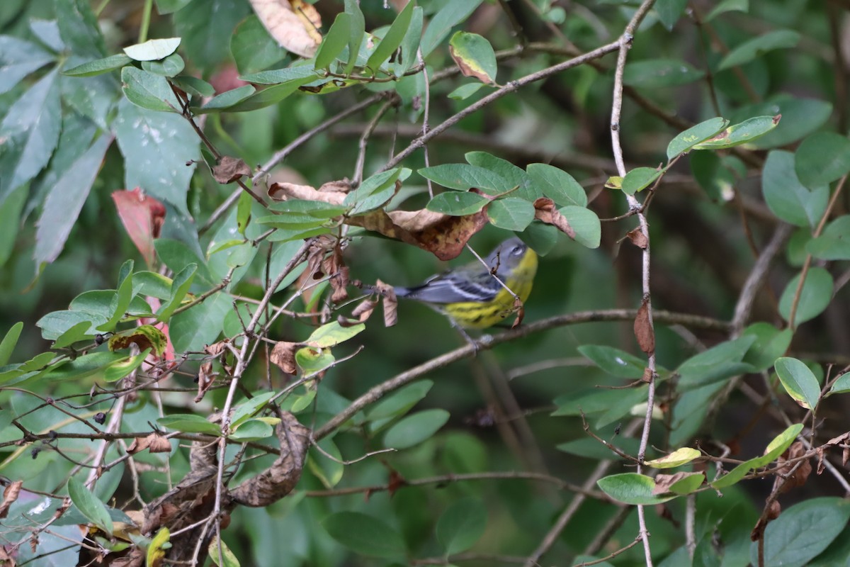 シロオビアメリカムシクイ - ML642633815