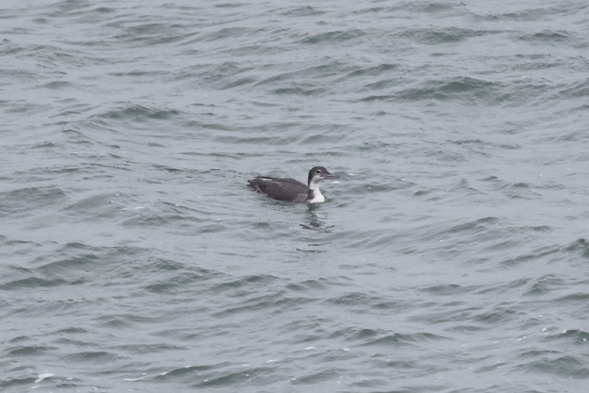 Pacific Loon - ML642633821