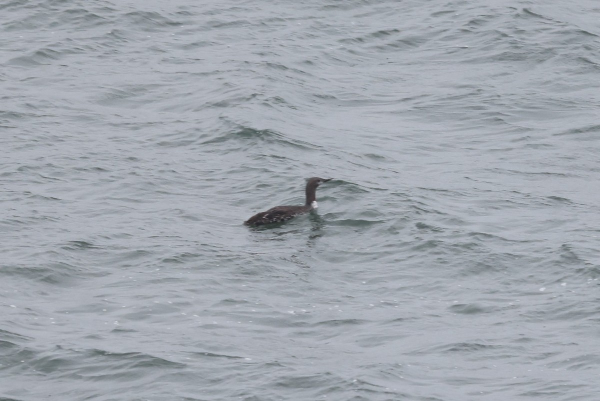 Pacific Loon - ML642633822