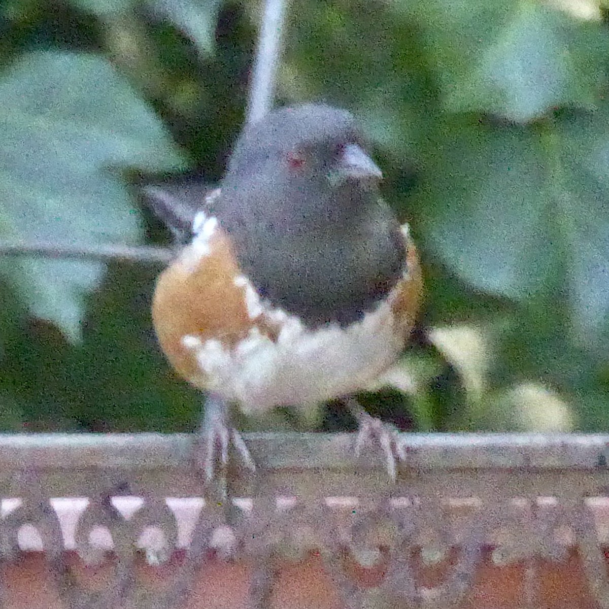 Spotted Towhee - ML642633824